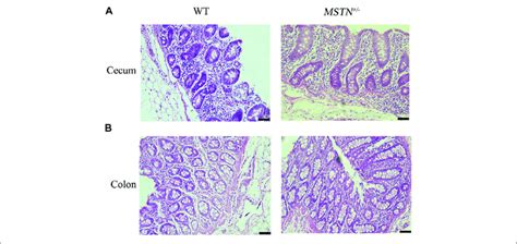 | Histological analysis of cecum and colon in 5-month-old MSTN +/− and ...