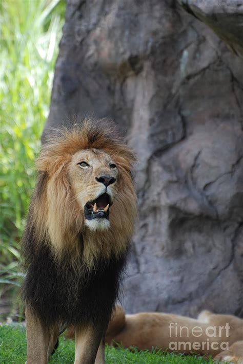 African Lion Roar Photograph by DejaVu Designs