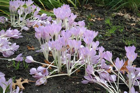 Colchicum autumnale - autumn bulb Crocus, Meadow, Spring, Plants ...