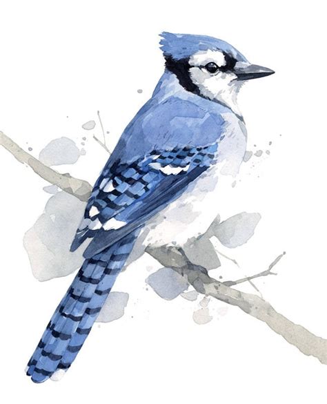 Blue Jay Print Bird Watercolor Painting Audubon Print - Etsy