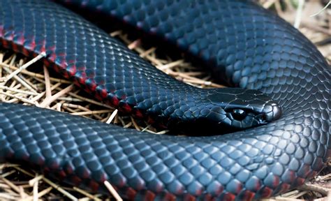 Watch Large, Venomous Red-bellied Snake With Up To 40 Live Babies ...