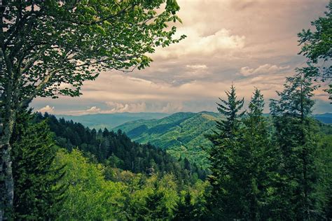 HD wallpaper: forest, view, landscape, nature, trees, mood, sky ...