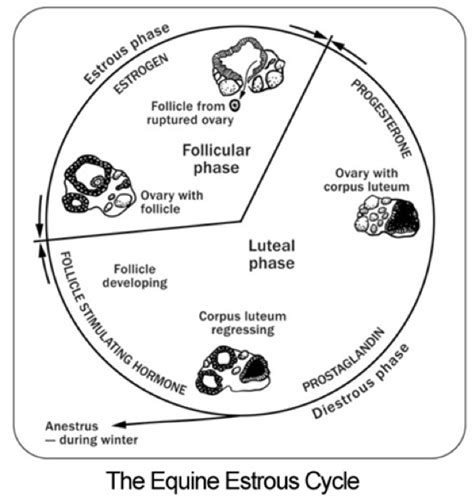 Mare Cycle Chart