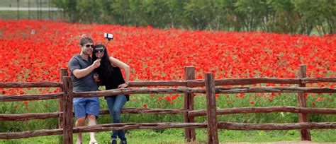 Largest wildflower farm in the U.S. blooms in Fredericksburg