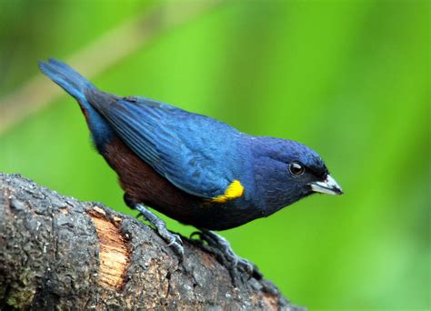 Chestnut-bellied Euphonia / Euphonia pectoralis photo call and song