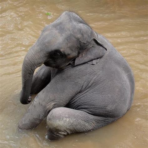 Animals Pets Wildlife on Instagram: “This baby elephant bathing is just ...