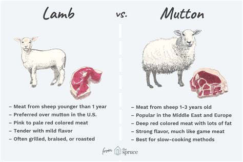 Lamb vs Mutton: Key Differences Explained