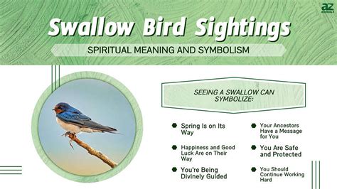 Swallow Bird Sightings: Discover the Bird's Meaning and Symbolism - A-Z ...