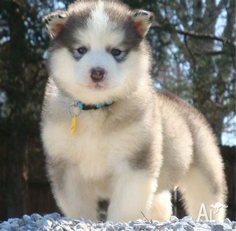 Alaskan Malamute Puppies For Sale for Sale in PERTH, Western Australia ...