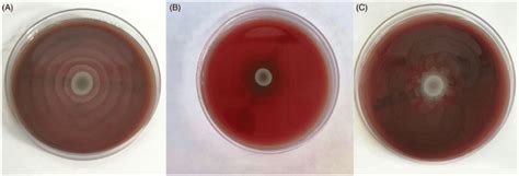 Swarming characteristics of Proteus mirabilis at different temperatures ...