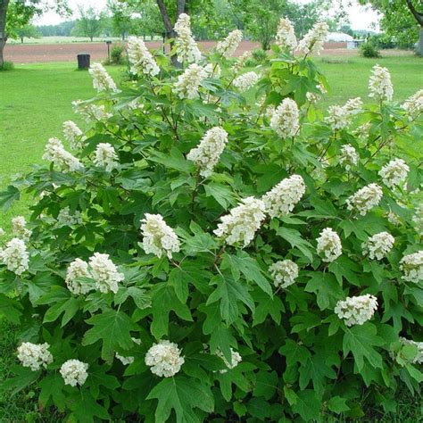 Alice Oakleaf Hydrangea — PlantingTree