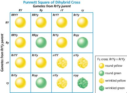 Biology - It Grows on You. : Dihybrid Crosses