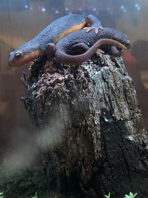 Newt breeding has been such a success I have decided to sell some them ...