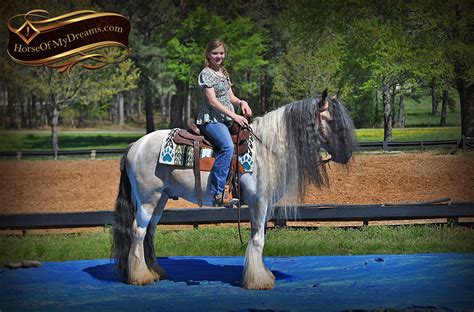 031-Keagan-Buckskin-Tobiano-Gypsy-Vanner-Gelding-For-Sale | Horse of My ...