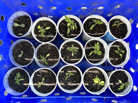 Transplanting tomato seedlings - The Very Normal Seed