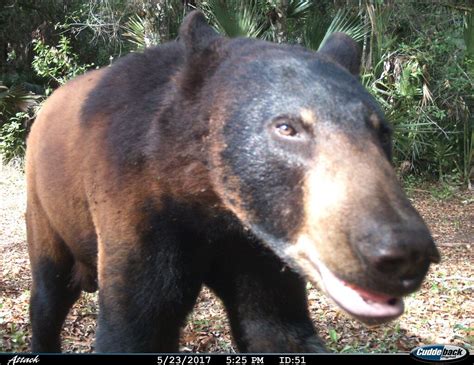 Black bear | Florida Panther National Wildlife Refuge /USFWS… | U.S ...