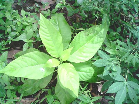 Rare Ayurvedic Plants