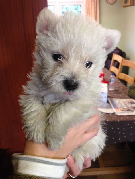 Westie puppies, Westie dogs, Westie puppies for sale