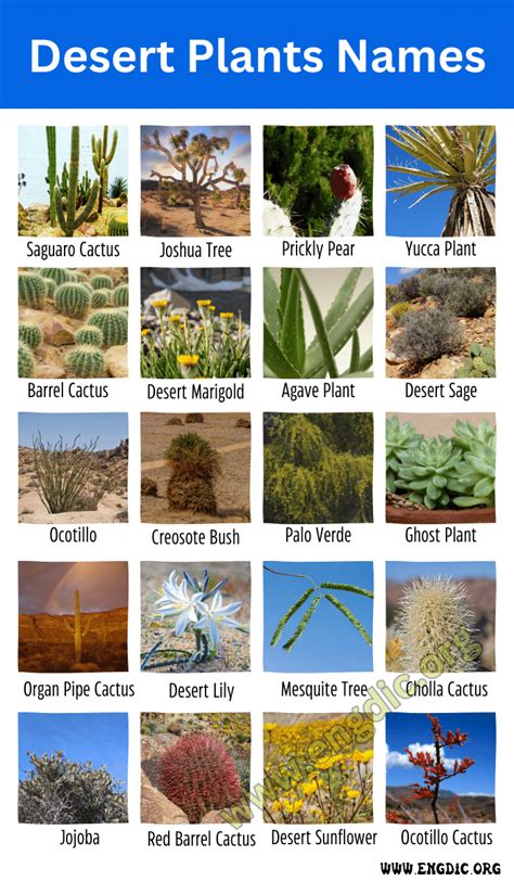 Top 10 Desert Plants Names & Pictures