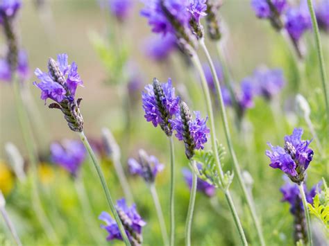 Fernleaf Lavender Plants: Tips For Growing Fernleaf Lavender In Gardens