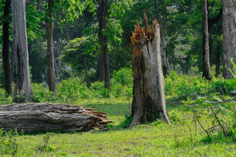 Video | Forest Conservation Rules 2022: A Body Blow to Forest ...