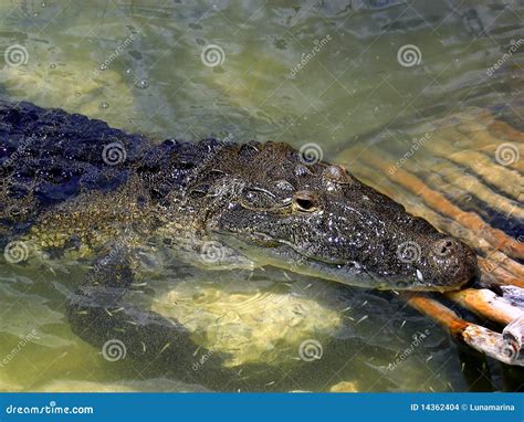 Crocodile Cayman In Lake Central America Stock Images - Image: 14362404