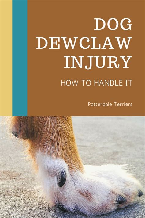 Dog Dew Claw Injury | Dog health problems, Dogs, Patterdale terrier