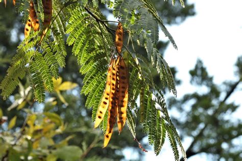 Most-Invasive Trees in Austin - Lawnstarter