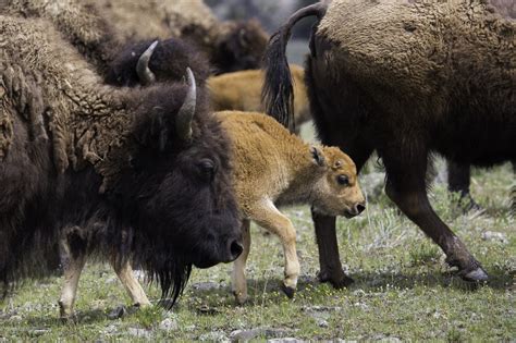 Buffalo Herd Free Stock Photo - Public Domain Pictures