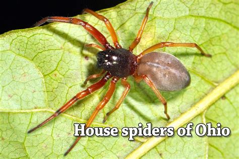 Black House Spider Ohio