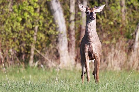 Good morning, Innisfil! - Innisfil News