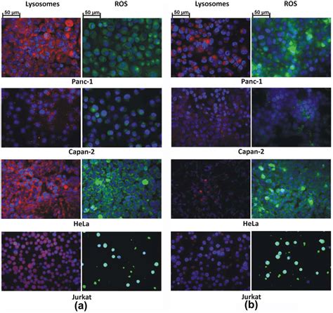 Induced lysosomes and ROS level in various cell lines upon interaction ...