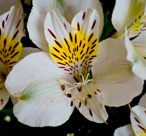 "White tiger lily lg" by pcfyi | Redbubble