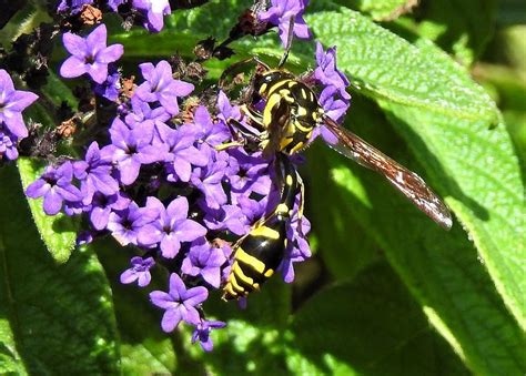 Potter wasp Photograph by Athol KLIEVE | Fine Art America