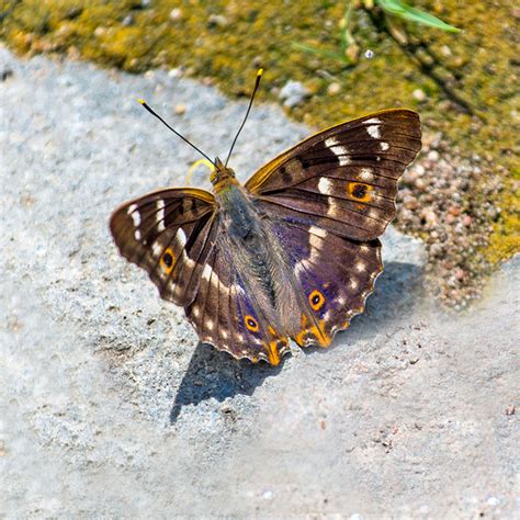 Lesser Purple Emperor (Male) photo - Tom LeRoy photos at pbase.com