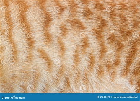 Ginger Cat Fur for Texture or Backgrounds Stock Image - Image of ...