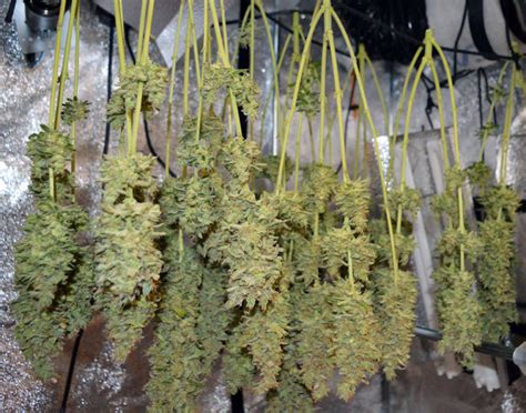 How To Dry Weed (with Pictures): Expert Drying and Curing Guide