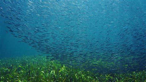 Vital seagrass habitat off Looe biggest in Devon and Cornwall