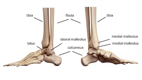 Medial Malleolus