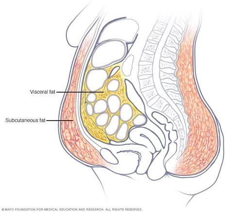 Belly fat in women: Taking — and keeping — it off - Mayo Clinic