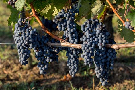 A Beginner’s Guide to Growing Your Own Wine Grapes - Modern Farmer