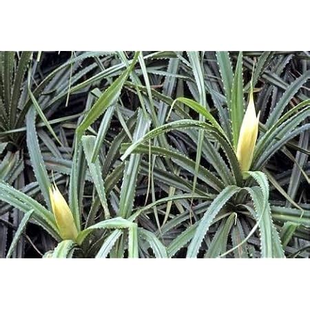 Modern Plants Live Kevda/Kewda/Pandanus Pygmaeus Plant With Pot ...