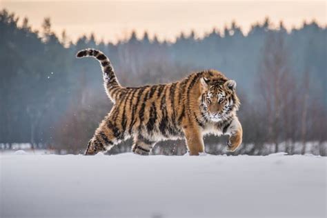 14 Siberian Tiger Facts - Fact Animal