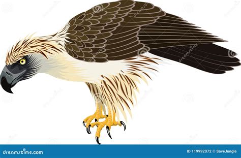 Philippine Eagle Head, Colored Side View Illustration Cartoon Vector ...