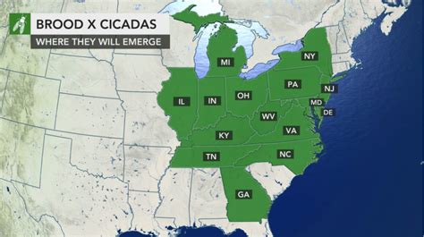 The Cicada Invasion of 2021: What you Need to Know - Wildlife Pros