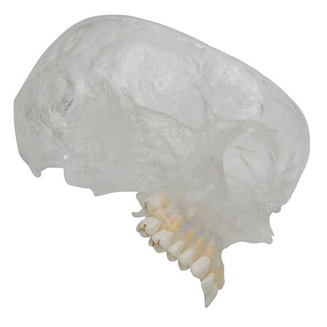 Human Skull Model - Plastic Skull Model - Realistic BONElike Human Skull