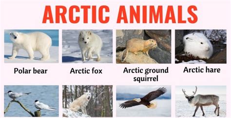 Arctic Animals: List of 32 Animals that Live in the Arctic with ESL ...