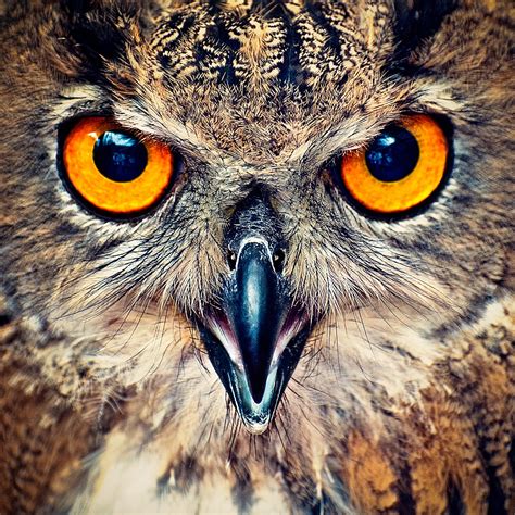 Owl Eyes wallpapers, Music, HQ Owl Eyes pictures | 4K Wallpapers 2019