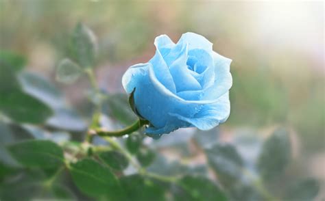 Recopilación imagen 200 rosas azules naturales - Abzlocal.mx