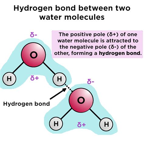 Diagram Of A Hydrogen Bond